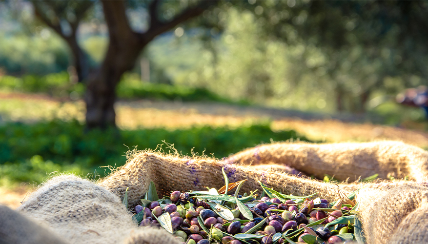 Olive Harvest in Greece